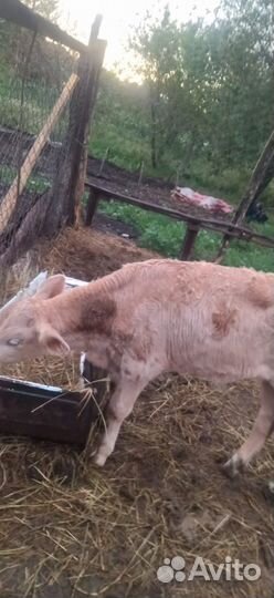 Телята бычки