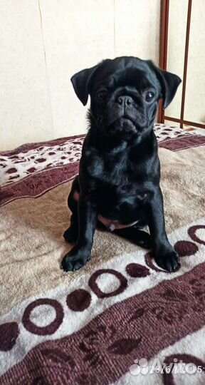 Щенки мопса