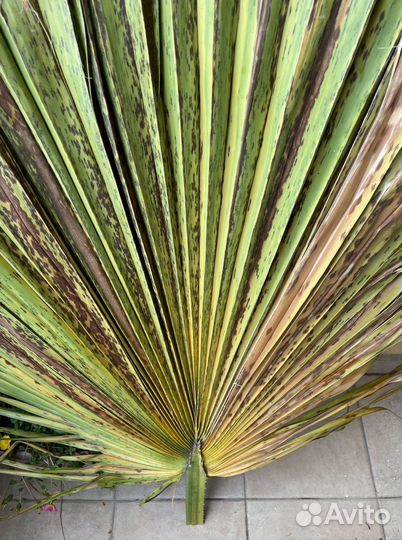 Листья пальмы