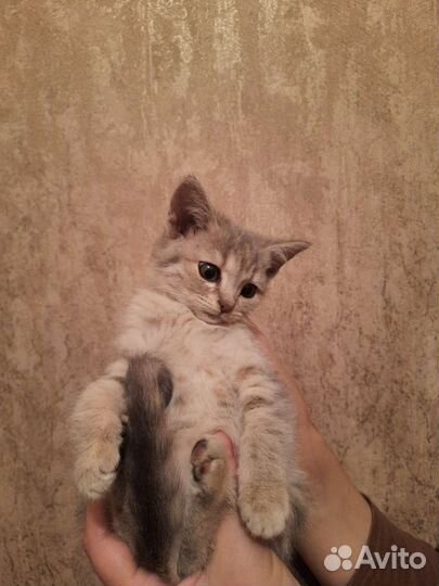 Котенок шотландский девочка