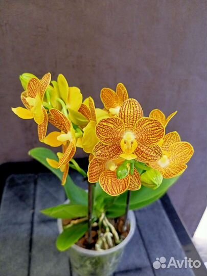 Орхидея фаленопсис Индиан Саммер