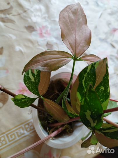 Сингониумы