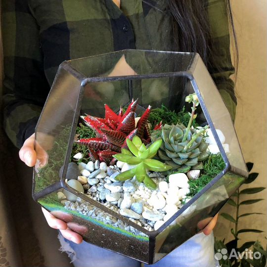 Флорариум. Подарок. Комнатное растение. Цветы. Сук