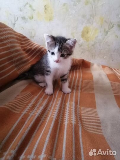 Отдам в добрые руки