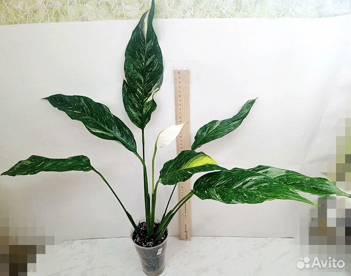 Комнатные растения цветы