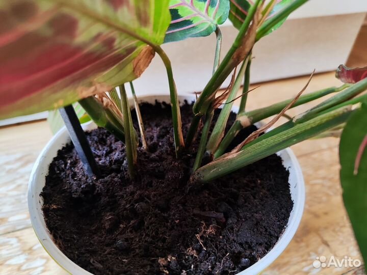 Маранта триколор фасцинатор