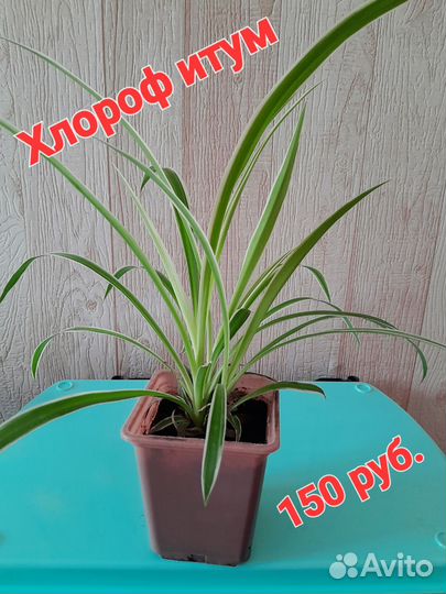 Хлорофитум