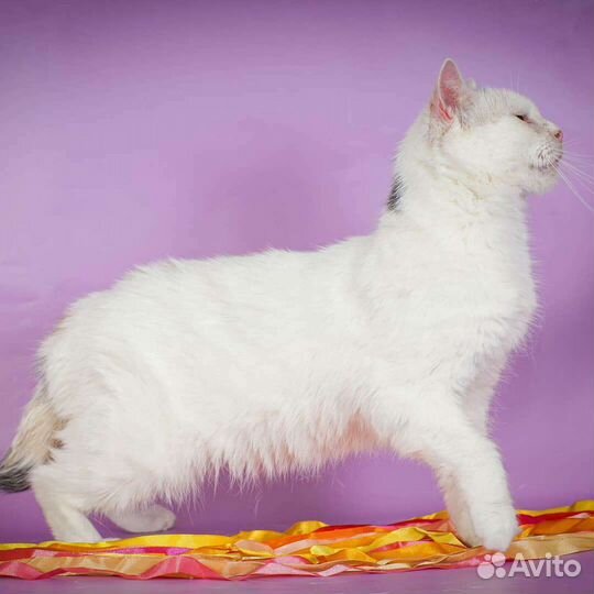 Кошка Сицилия (2 года)