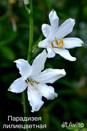 Парадизея, княжик, клематис, многолетники, семена