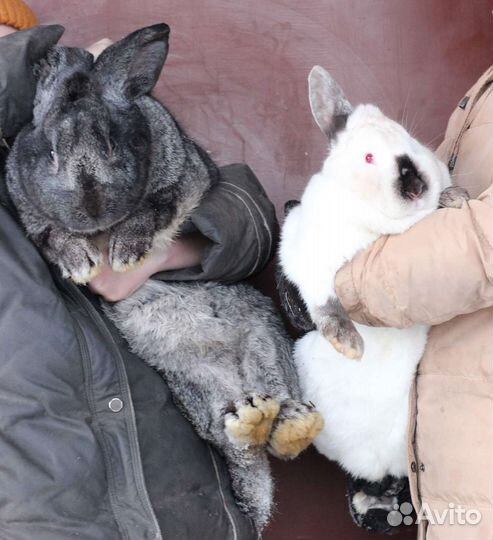 Классные крольчата