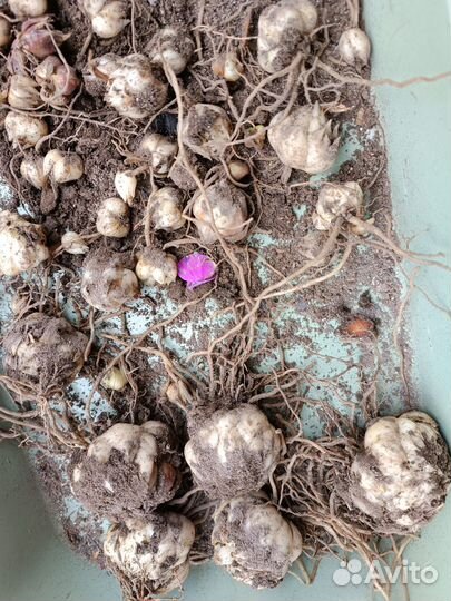 Лилии луковицы