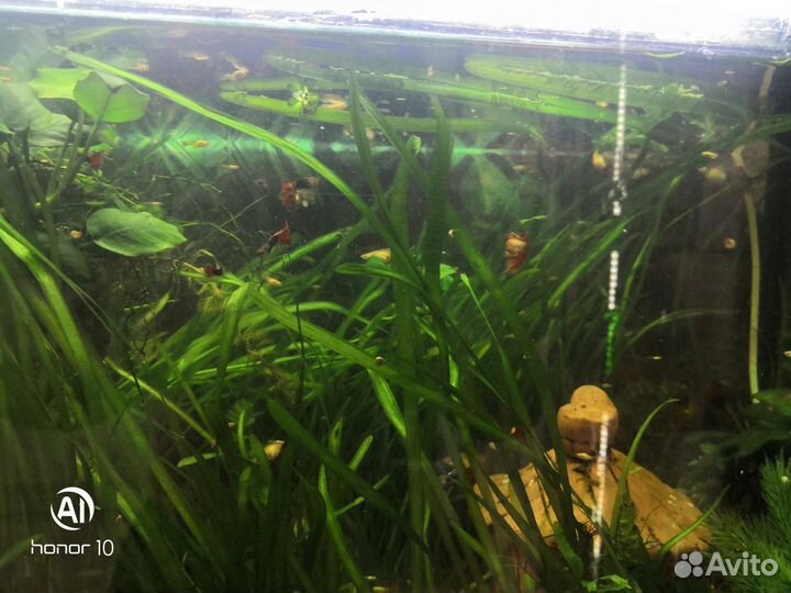 Растение в аквариумное