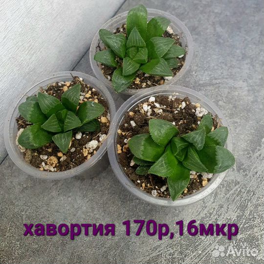 Хавортия