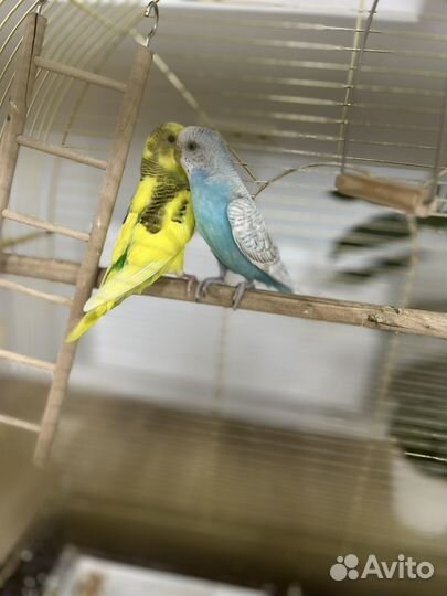 Клетка с 2 волнистыми попугаями