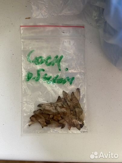 Семена Сосны для бонсай Вырасти сам