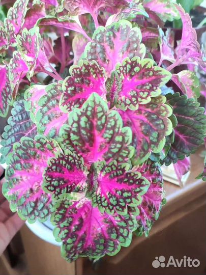 Колеус вегетативный