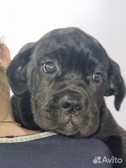 Щенки Кане Корсо