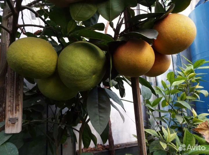 Растения, деревья