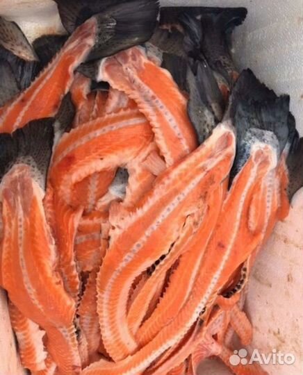 Хребты семги