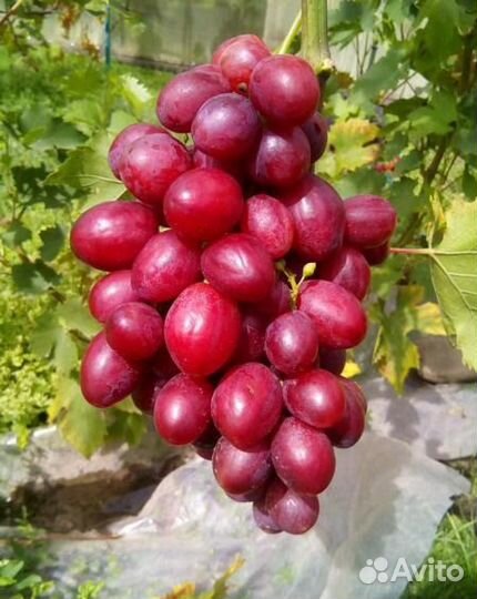 Саженцы Винограда Велюр