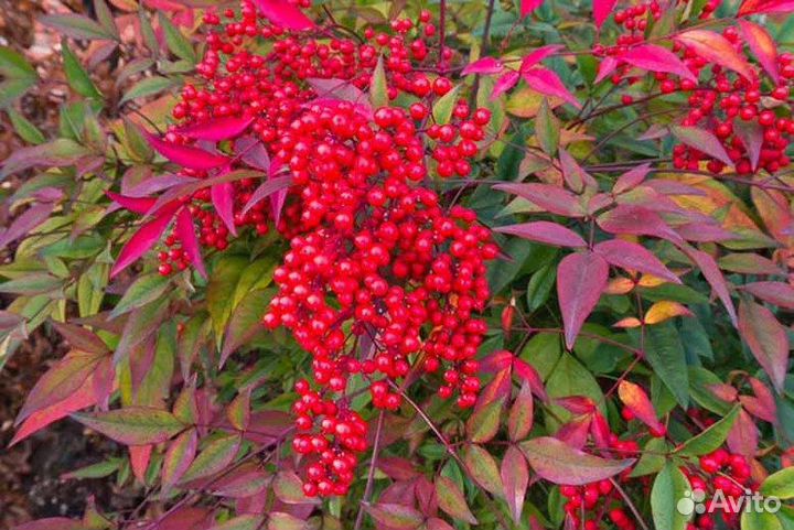 Нандина домашняя - семена