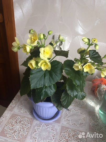 Бегония элатиор