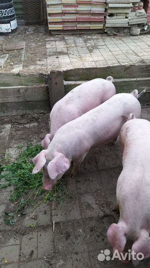 Племенные свинки Ф1