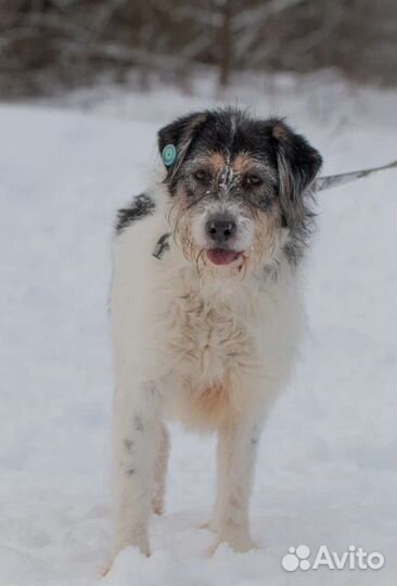 Дружелюбная Пуля в поисках дома