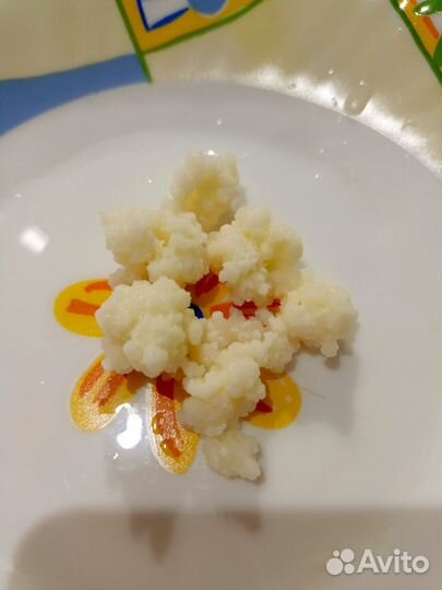 Кефирный тибетский молочный гриб