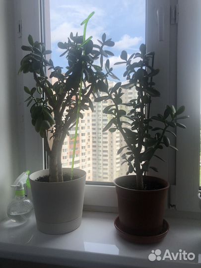 Толстянка (денежное дерево) крассула