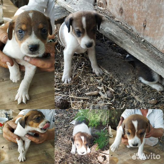 Щенки мальчики