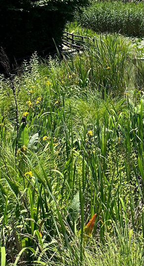 Участок 24 сот. (ИЖС)