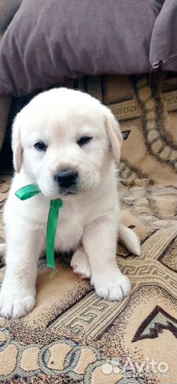 Щенки лабрадора