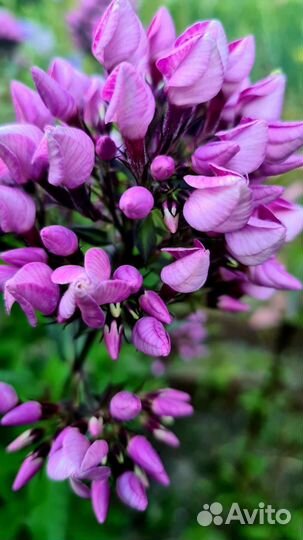 Флокс Бутоник