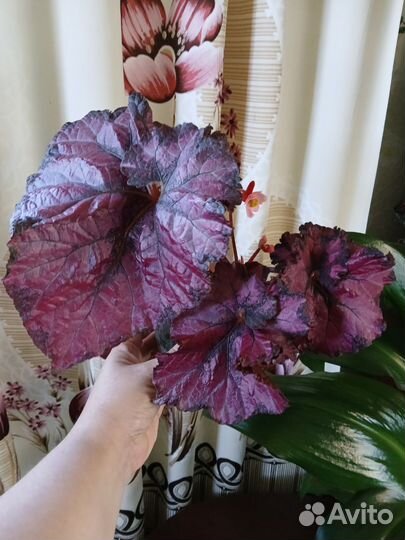 Бегония (листы на срез)