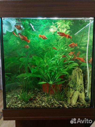 Мальки меченосцев от 1.5 до 3 см. Самцы и самки