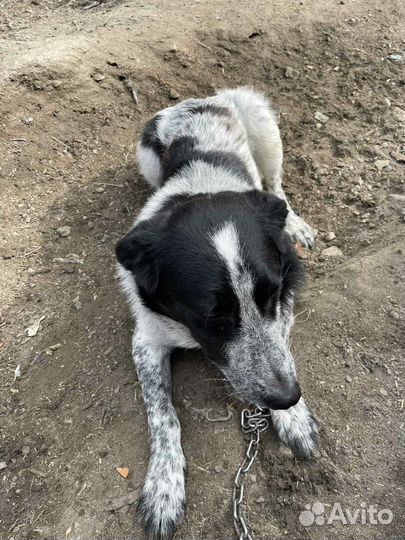 Молодой, ласковый метис