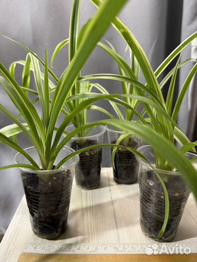 Хлорофитум