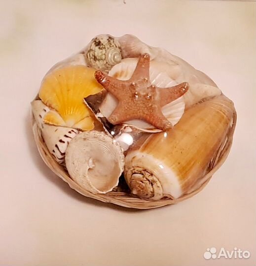 Набор ракушек для творчества и любования