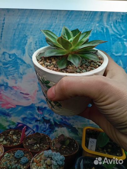 Эхеверия в декоративном кашпо