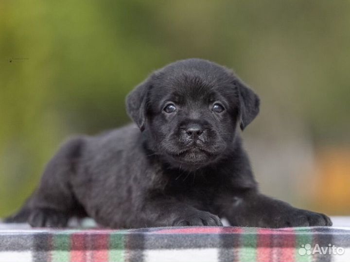 Лабрадор щенки