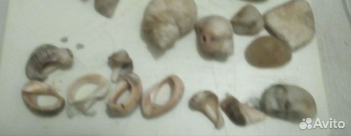 Ракушки, камушки, украшения для декора