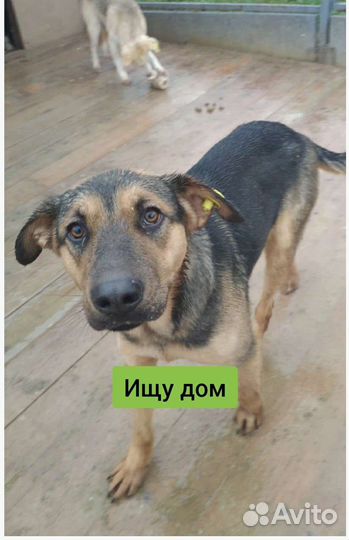 Собака Ириска