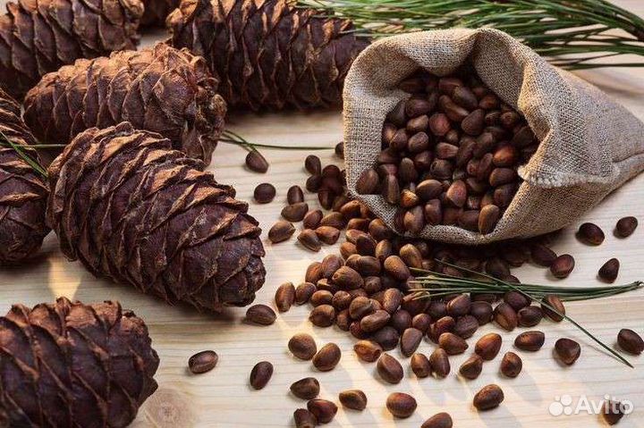 Орех кедровый