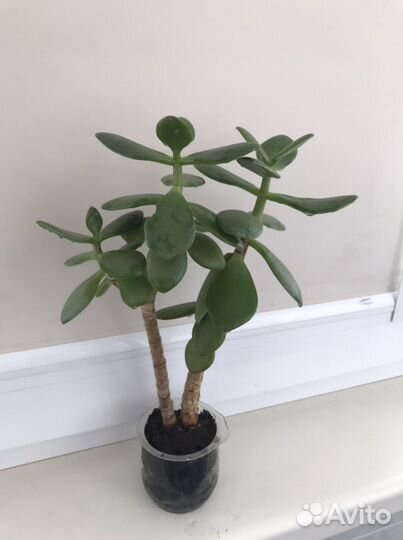 Денежное дерево (толстянка)