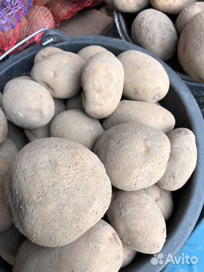 Розовый, желтый картофель и лук сухой