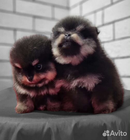 Померанский шпиц медвежьего типа