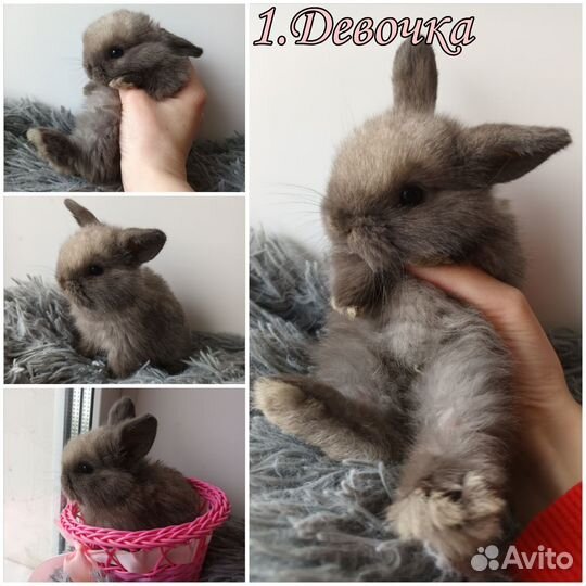 Карликовые крольчата Miniature lop