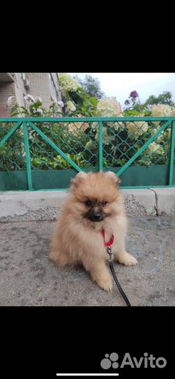Щенок Шпица мальчик