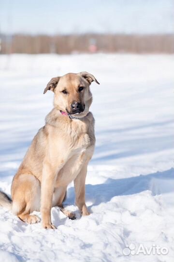 Шуг, карамельный песель, ищет дом